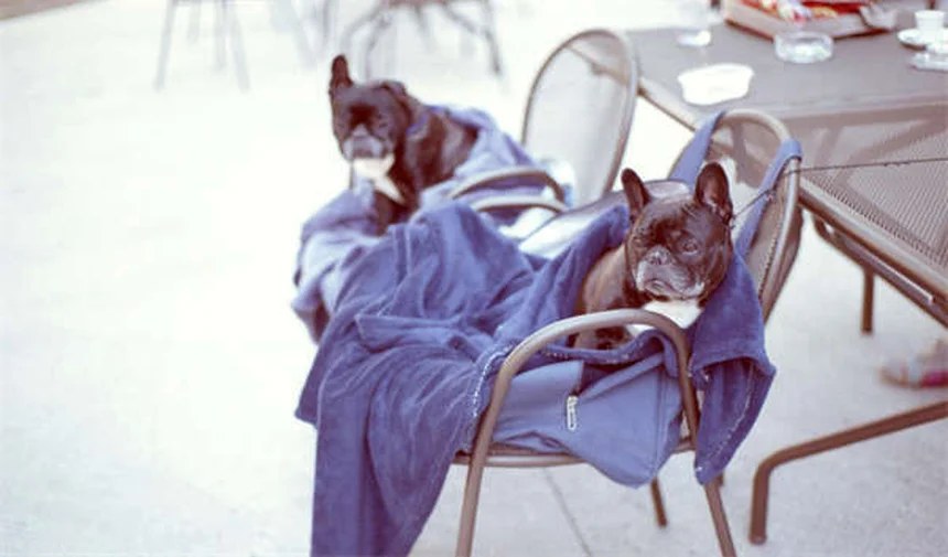 Zecken bei Hunden: 5 unerwartete Gefahrenorte & Schutz-Tipps