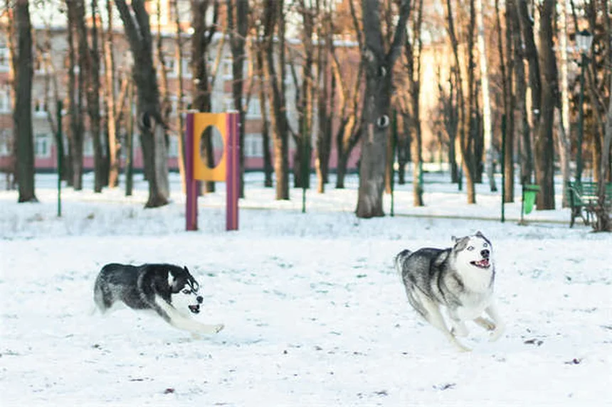 Oxyuriden bei Kaninchen: Symptome & Behandlung einfach erklärt