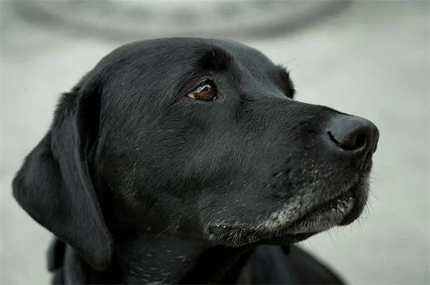Herzschwamm bei Welpen: So schützt du deinen Hund richtig