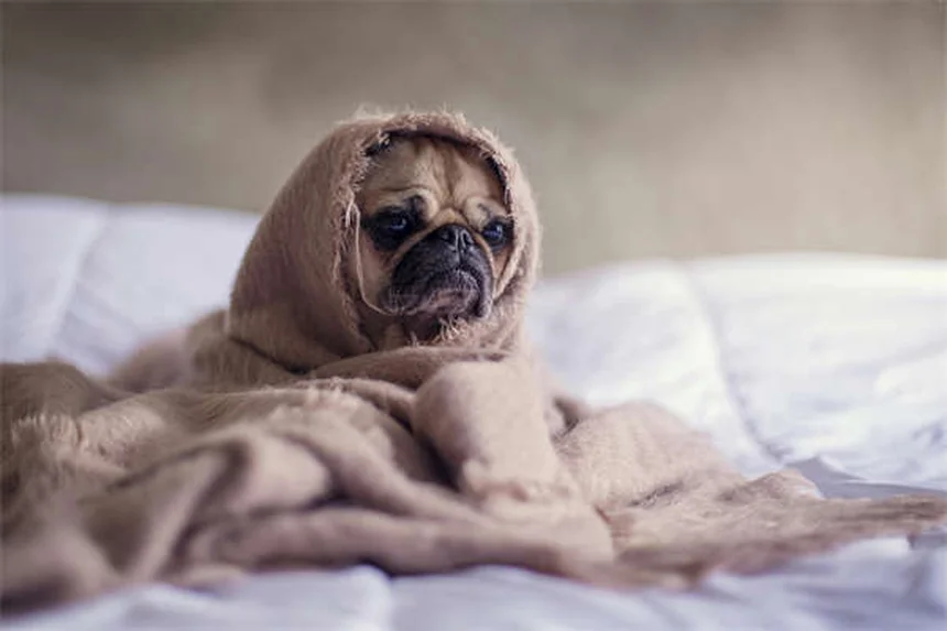 Herzschwamm bei Welpen: So schützt du deinen Hund richtig