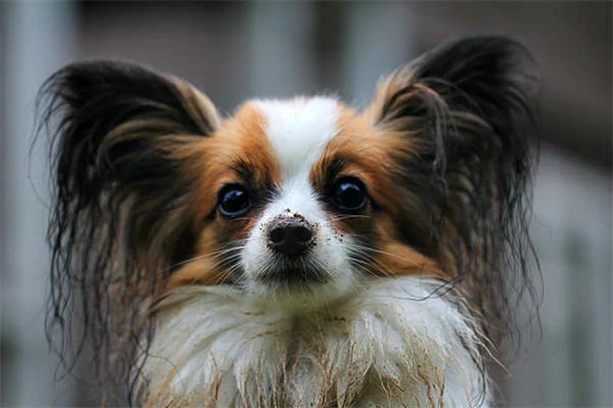 Herzwürmer bei Hunden: 5 wichtige Fakten zur Vorbeugung