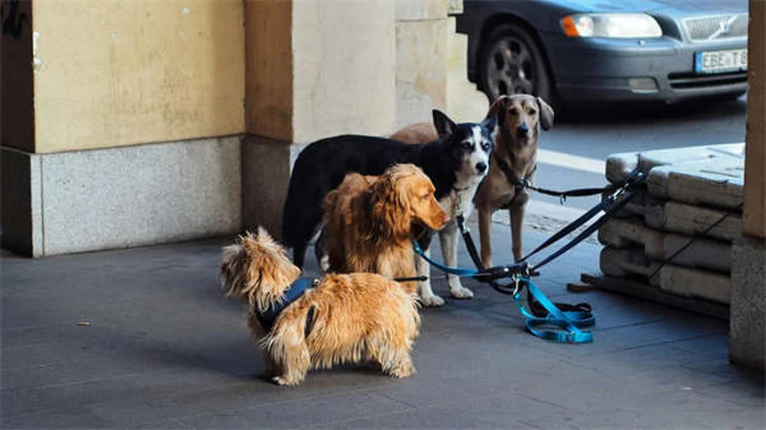 Herzwürmer bei Hunden: 5 wichtige Fakten zur Vorbeugung