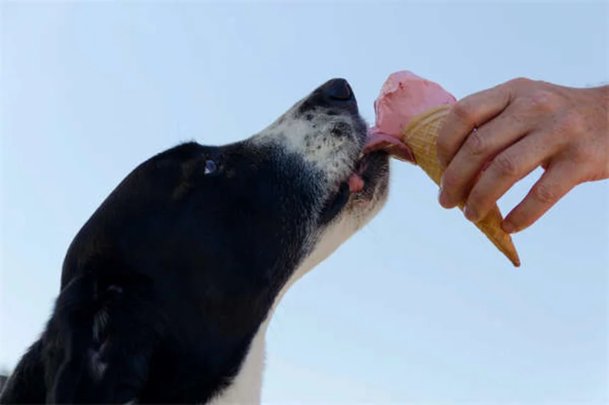 7 Gründe warum Hunde auf ihren Besitzern liegen - Verhalten erklärt
