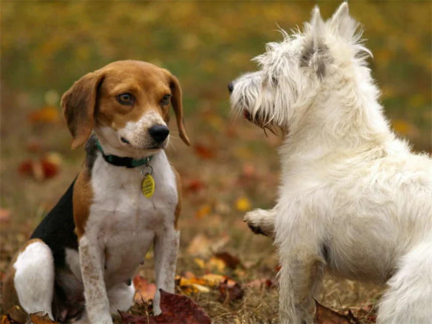 Hund juckt sich ständig? 5 schnelle Lösungen für Juckreiz bei Hunden