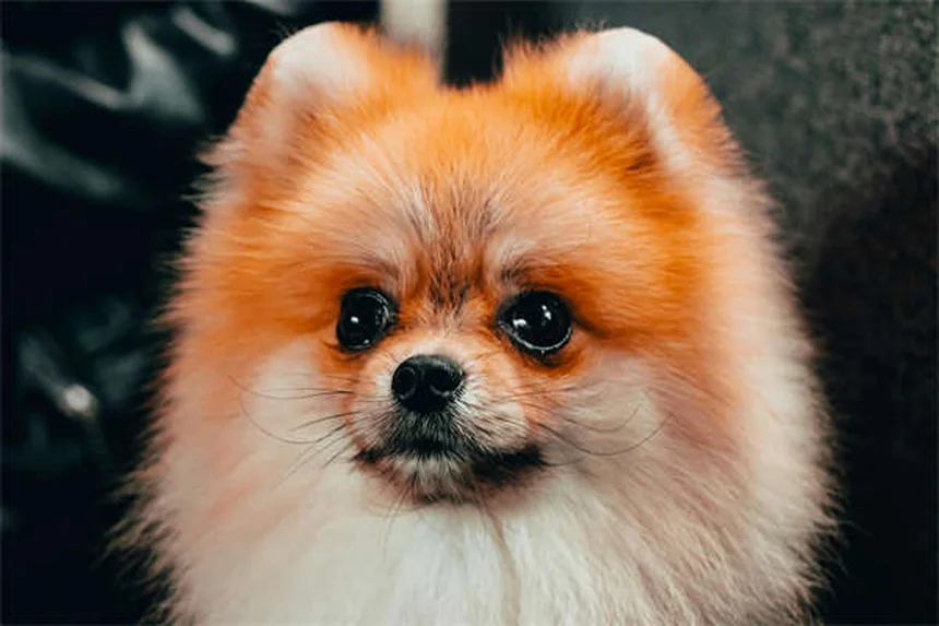 Hund klappert mit Zähnen? 5 wichtige Gründe & was du tun kannst!