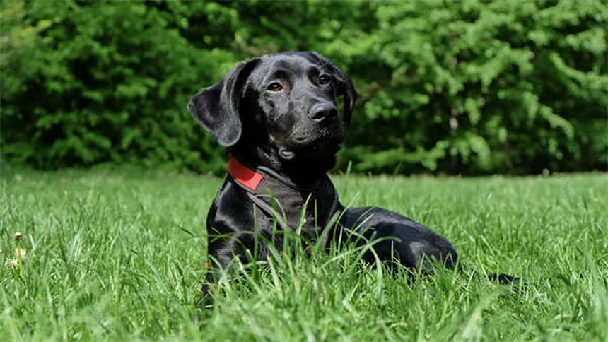 Arthritis bei Hunden: 7 bewährte Behandlungen für schmerzfreie Gelenke