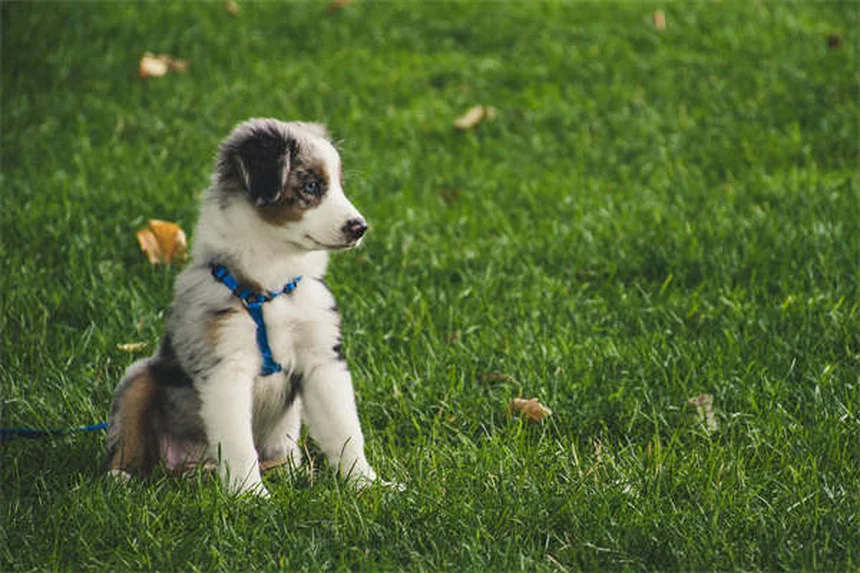 Arthritis bei Hunden: 7 bewährte Behandlungen für schmerzfreie Gelenke