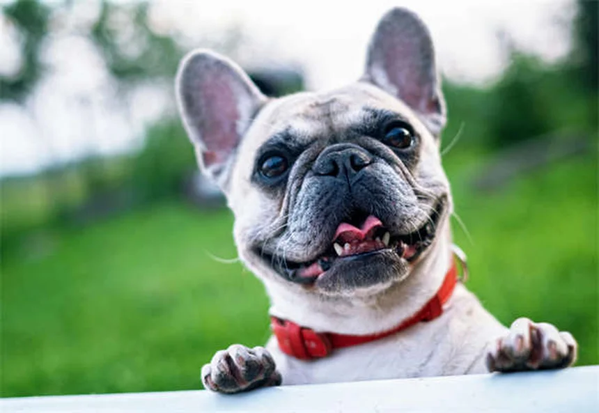 Thyro-Tabs® für Hunde: Alles über Levothyroxin bei Schilddrüsenunterfunktion