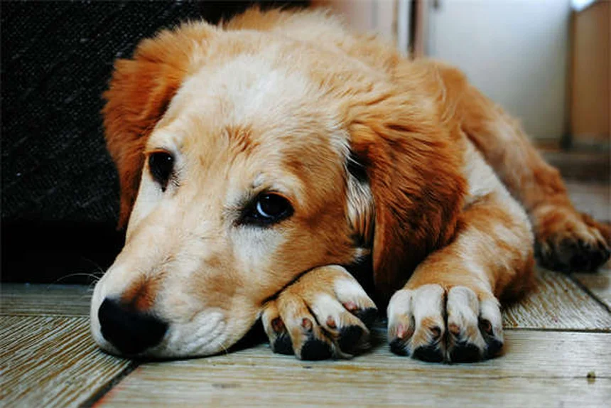 Cyproheptadin für Hunde und Katzen: Wirkung & Anwendung