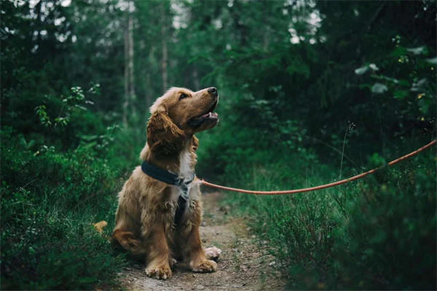 Cyproheptadin für Hunde und Katzen: Wirkung & Anwendung