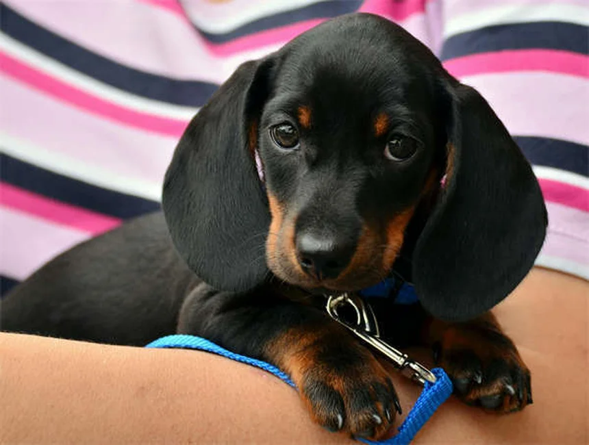 Können Hunde lachen? 5 verblüffende Fakten über Hundelachen