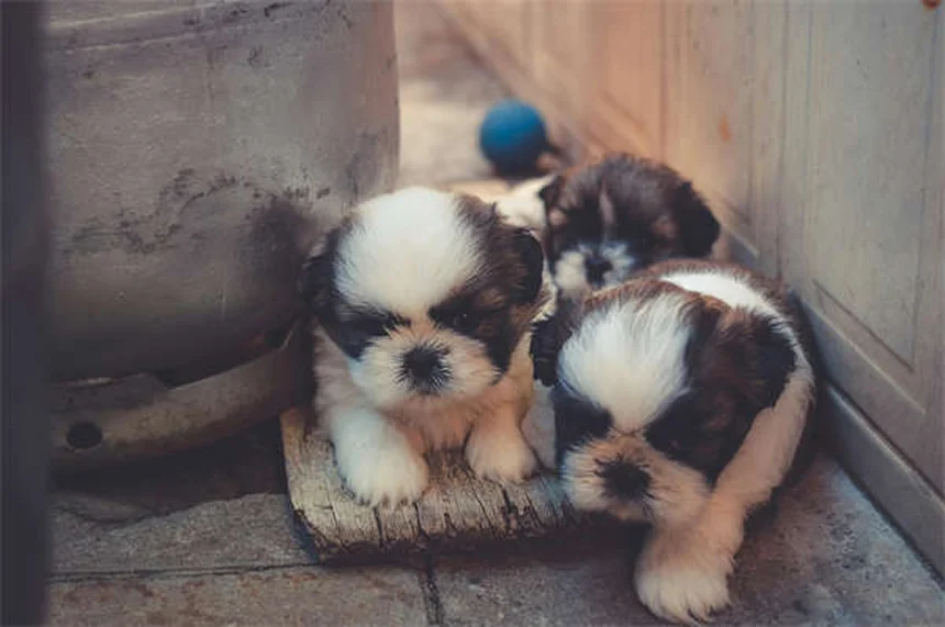 Können Hunde lachen? 5 verblüffende Fakten über Hundelachen