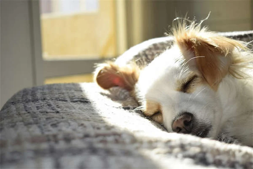 Hundeurin entfernen: 5 bewährte Methoden gegen üble Gerüche