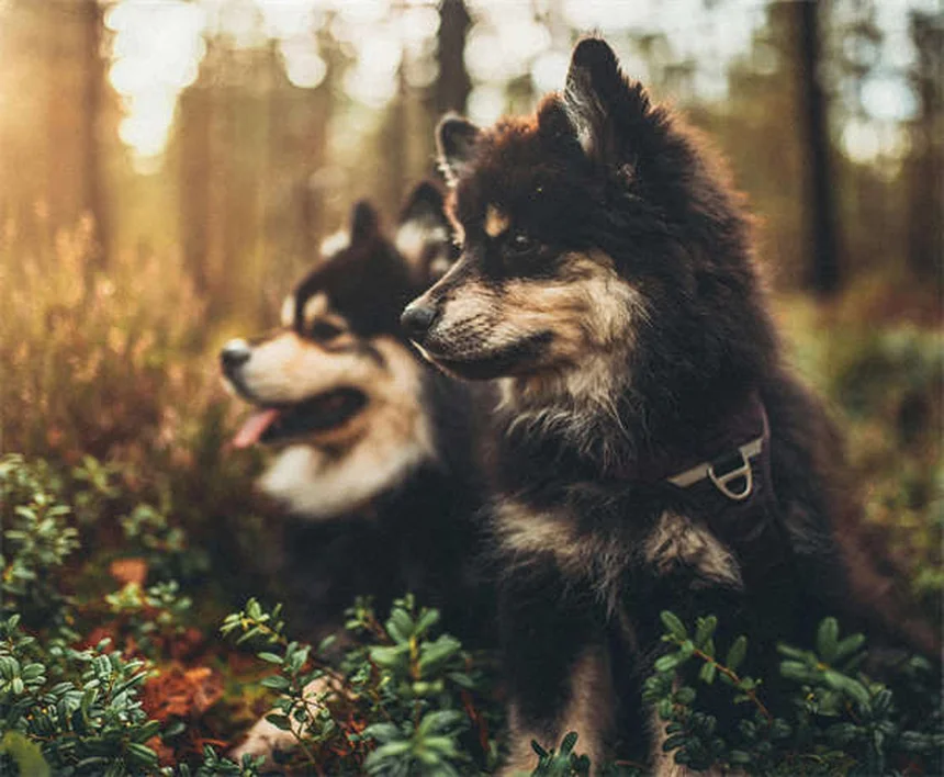 Hundeurin entfernen: 5 bewährte Methoden gegen üble Gerüche