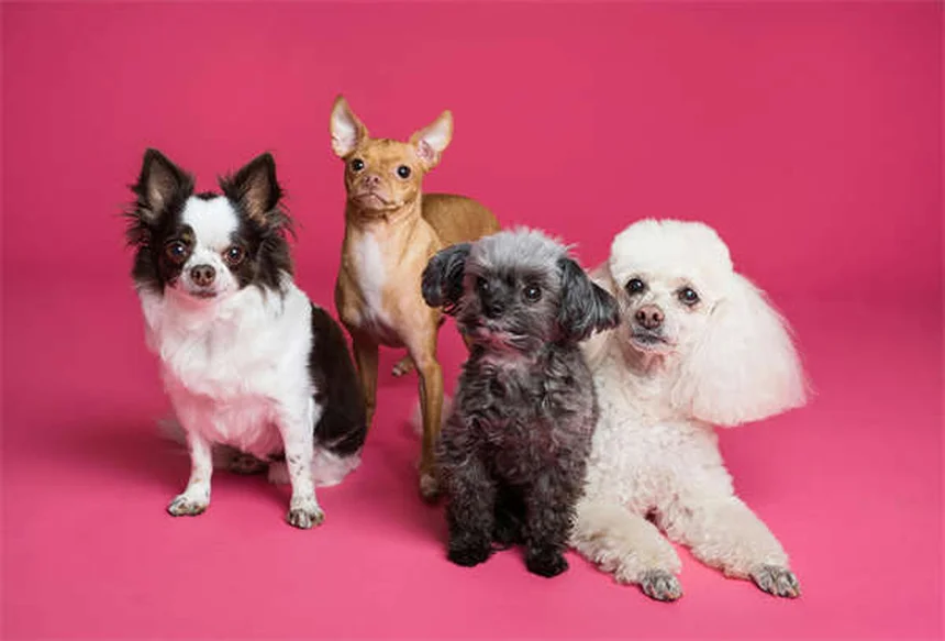 Probiotika für Hunde: Die 5 wichtigsten Fakten für eine gesunde Darmflora