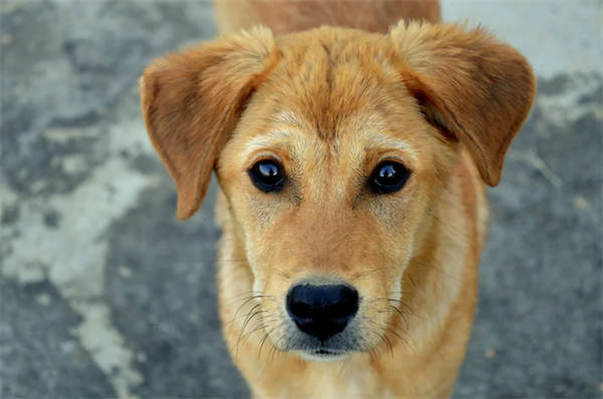 Probiotika für Hunde: Die 5 wichtigsten Fakten für eine gesunde Darmflora